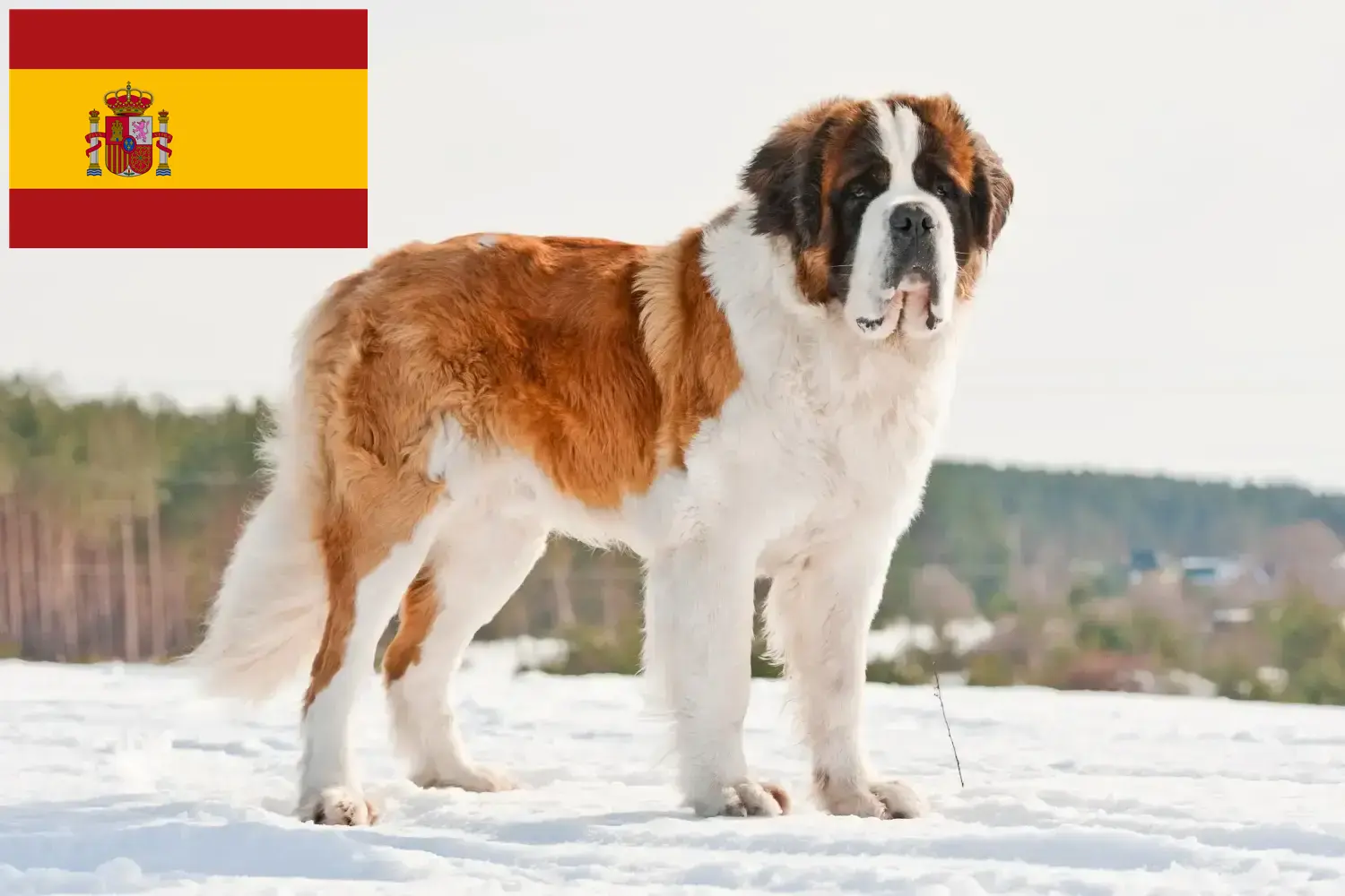 Read more about the article İspanya’da Saint Bernard yetiştiricileri ve köpek yavruları