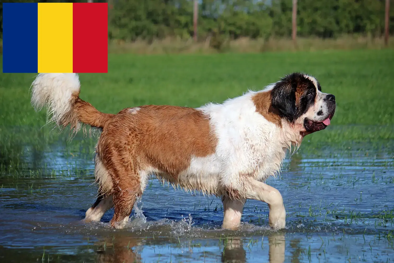 Read more about the article Romanya’da Saint Bernard yetiştiricileri ve köpek yavruları
