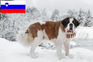 Read more about the article Slovenya’da Saint Bernard yetiştiricileri ve köpek yavruları
