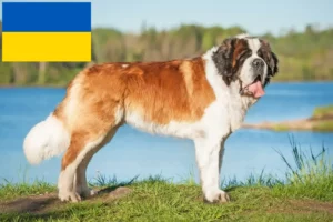 Read more about the article Ukrayna’da Saint Bernard yetiştiricileri ve köpek yavruları