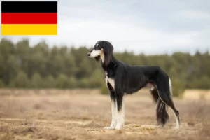 Read more about the article Almanya’da Saluki yetiştiricileri ve yavru köpekler