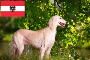 Read more about the article Avusturya’da Saluki yetiştiricileri ve köpek yavruları