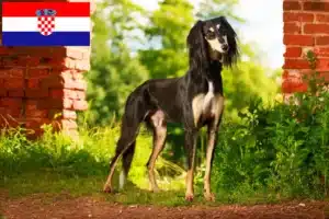 Read more about the article Hırvatistan’da Saluki yetiştiricileri ve köpek yavruları