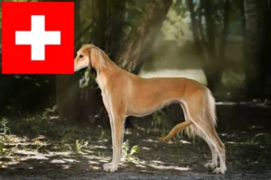 Read more about the article İsviçre’de Saluki yetiştiricileri ve köpek yavruları