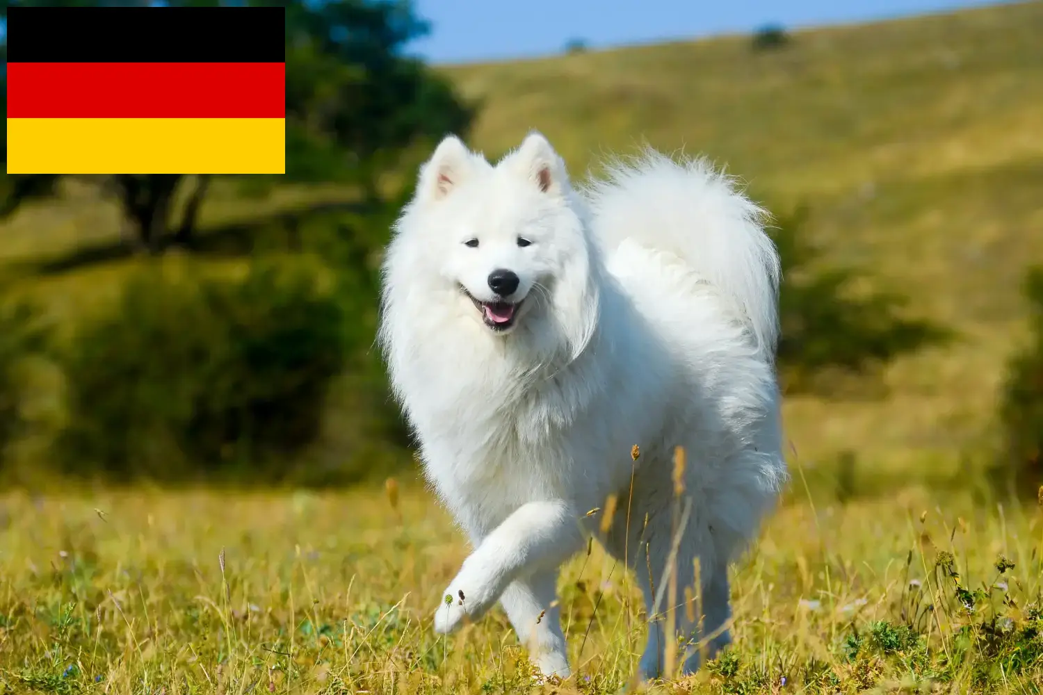 Read more about the article Almanya’da Samoyed yetiştiricileri ve yavru köpekler