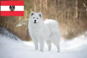 Read more about the article Avusturya’da Samoyed yetiştiricileri ve yavru köpekler