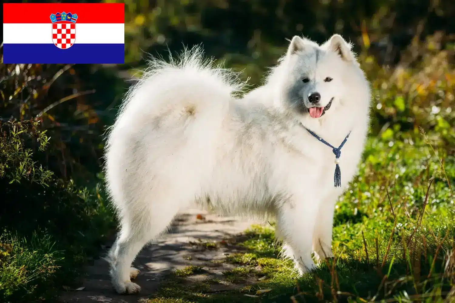 Read more about the article Hırvatistan’da Samoyed yetiştiricileri ve köpek yavruları