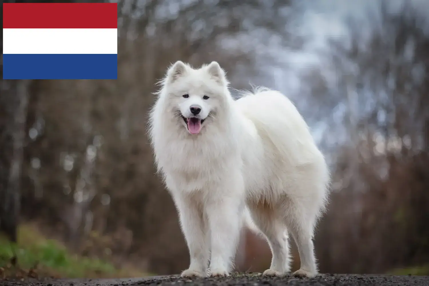 Read more about the article Hollanda’da Samoyed yetiştiricileri ve yavru köpekler