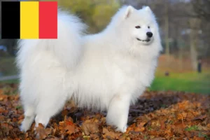Read more about the article Belçika’da Samoyed yetiştiricileri ve köpek yavruları