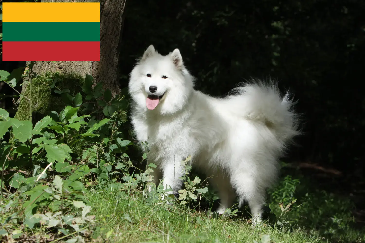 Read more about the article Litvanya’daki Samoyed yetiştiricileri ve yavru köpekler