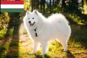 Read more about the article Macaristan’daki Samoyed yetiştiricileri ve köpek yavruları