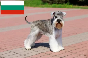 Read more about the article Bulgaristan’da Schnauzer yetiştiricileri ve köpek yavruları