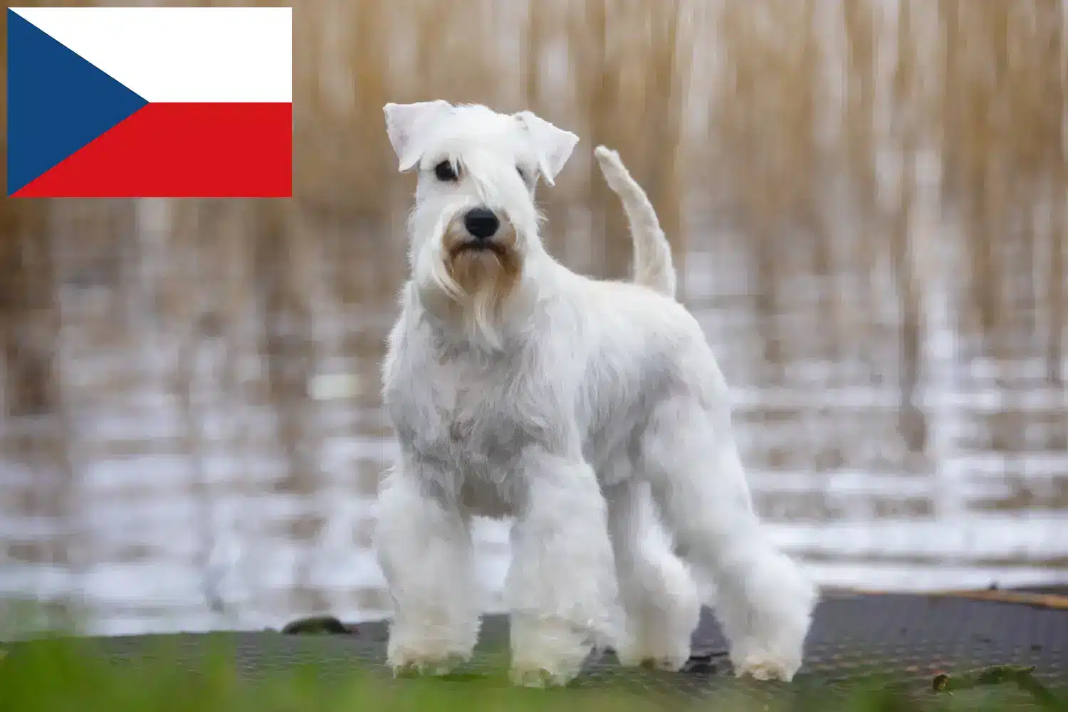Schnauzer yavruları ve yetiştiricileri Çek Cumhuriyeti Burada Çek Cumhuriyeti'ndeki Schnauzer yetiştiricilerini bulabilirsiniz.