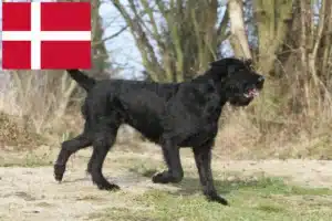 Read more about the article Danimarka’da Schnauzer yetiştiricileri ve köpek yavruları