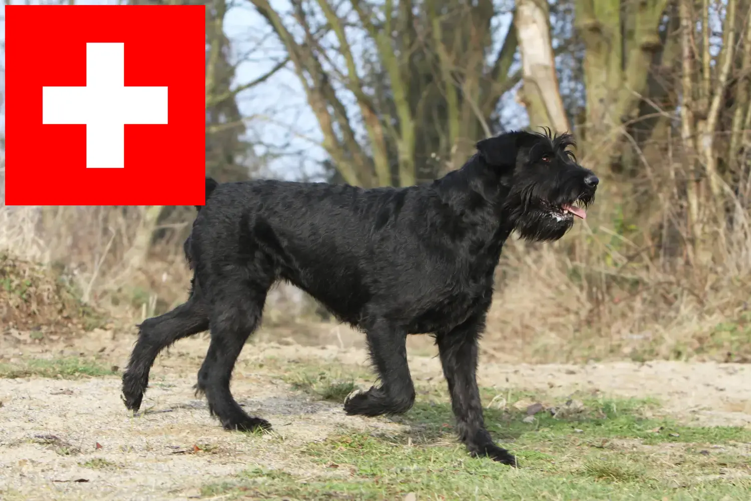 Read more about the article İsviçre’de Schnauzer yetiştiricileri ve köpek yavruları