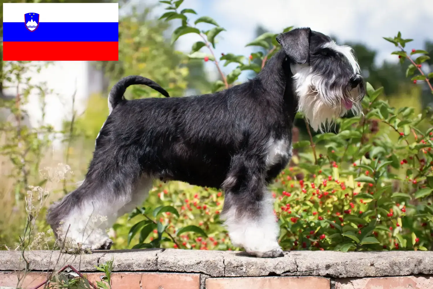 Read more about the article Slovenya’da Schnauzer yetiştiricileri ve köpek yavruları