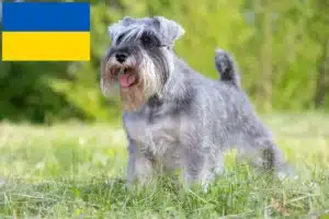 Read more about the article Ukrayna’da Schnauzer yetiştiricileri ve köpek yavruları