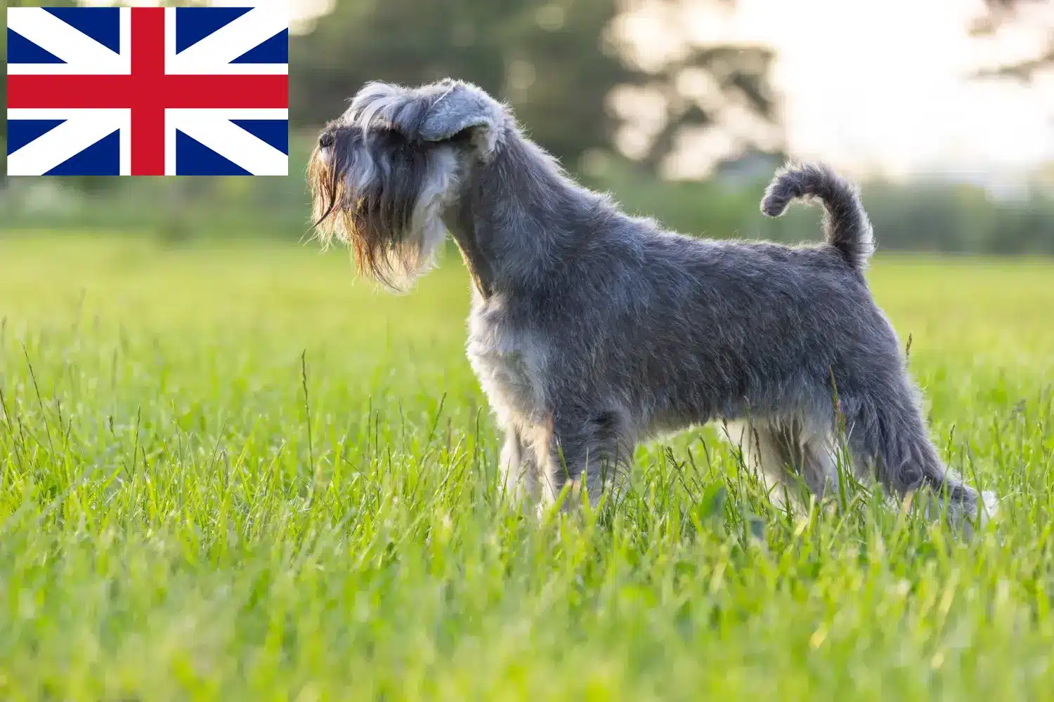 Schnauzer yavruları ve yetiştiricileri Büyük Britanya Burada Büyük Britanya'daki Schnauzer yetiştiricilerini bulabilirsiniz.