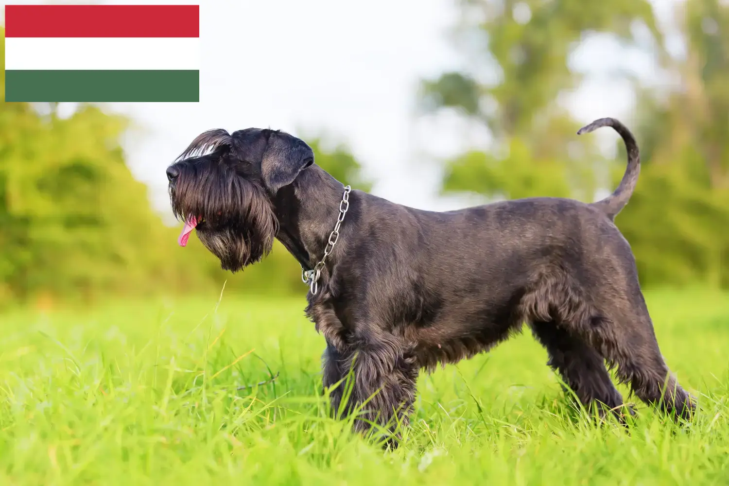 Read more about the article Macaristan’da Schnauzer yetiştiricileri ve köpek yavruları