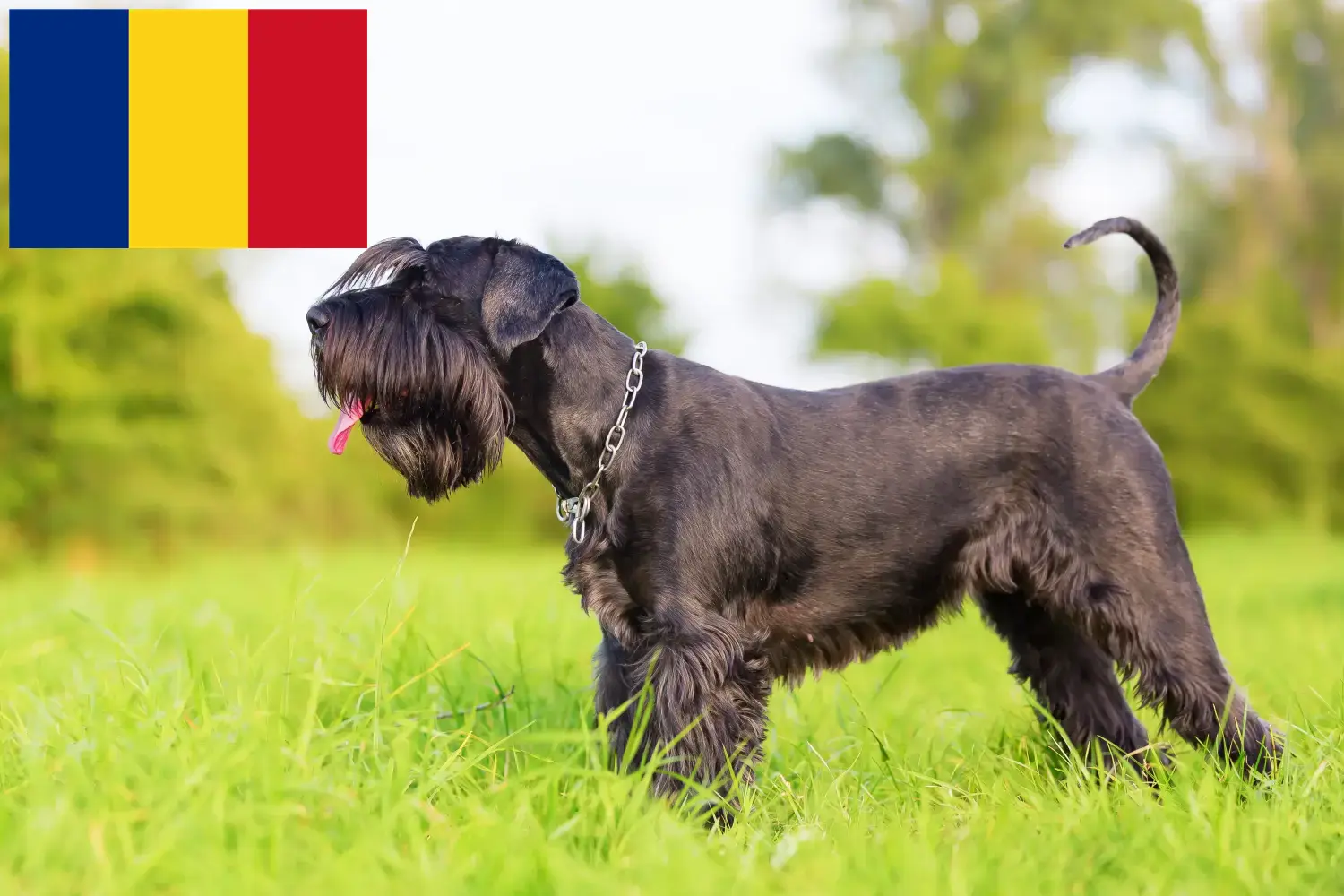 Read more about the article Romanya’da Schnauzer yetiştiricileri ve köpek yavruları