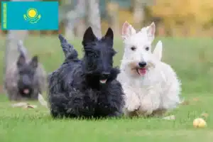 Read more about the article Kazakistan’da Scottish Terrier yetiştiricileri ve köpek yavruları
