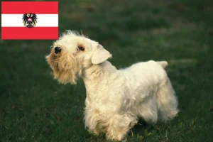 Read more about the article Avusturya’da Sealyham Terrier yetiştiricileri ve köpek yavruları
