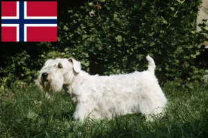 Read more about the article Norveç’te Sealyham Terrier yetiştiricileri ve köpek yavruları