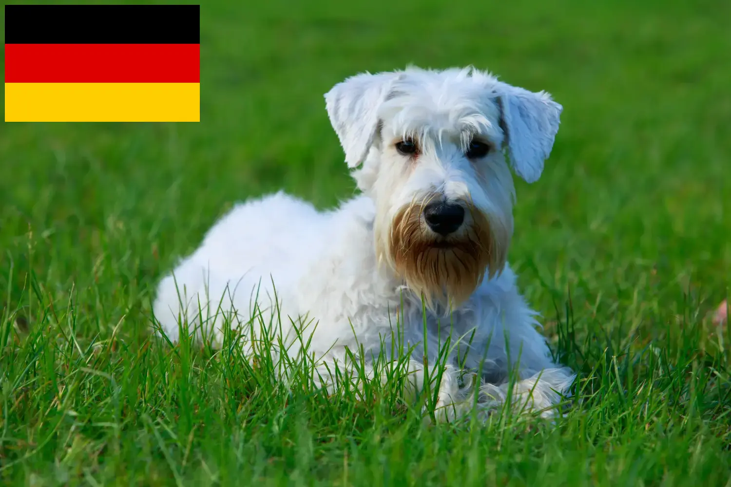 Read more about the article Almanya’da Sealyham Terrier yetiştiricileri ve köpek yavruları