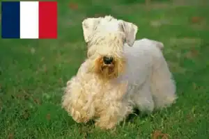 Read more about the article Fransa’da Sealyham Terrier yetiştiricileri ve köpek yavruları