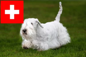 Read more about the article İsviçre’de Sealyham Terrier yetiştiricileri ve köpek yavruları