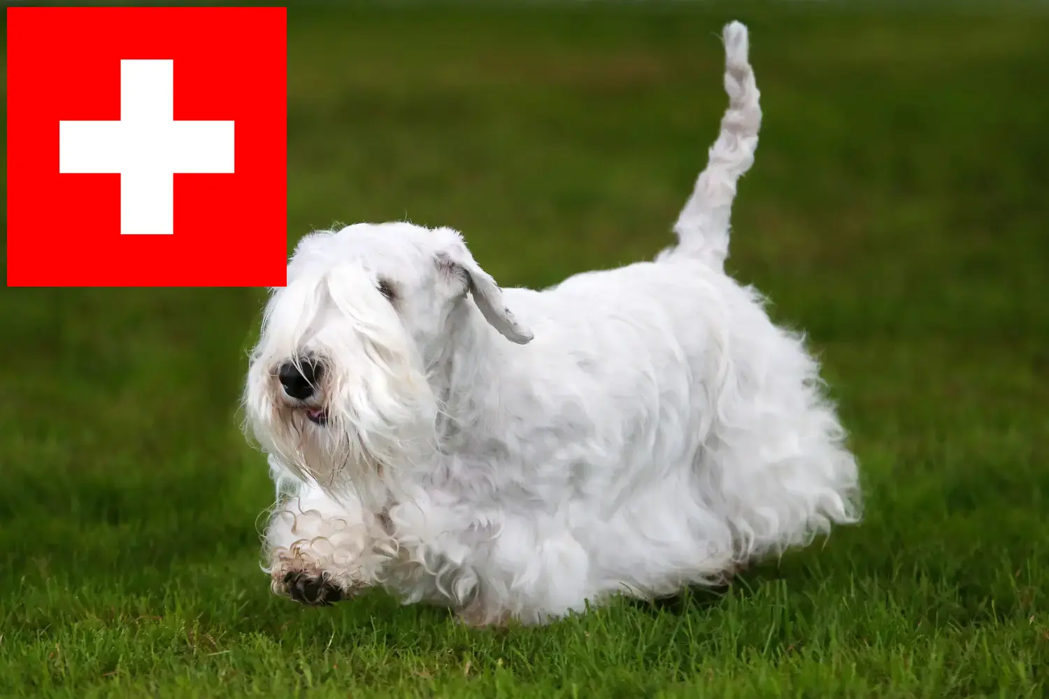 Read more about the article İsviçre’de Sealyham Terrier yetiştiricileri ve köpek yavruları