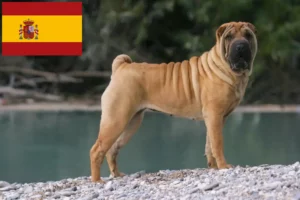 Read more about the article İspanya’da Shar-Pei yetiştiricileri ve köpek yavruları