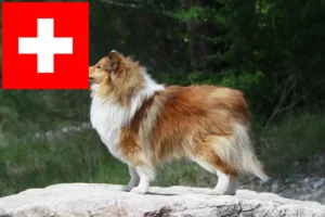Read more about the article İsviçre’de Sheltie yetiştiricileri ve yavru köpekler