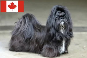 Read more about the article Kanada’da Shih Tzu yetiştiricileri ve köpek yavruları