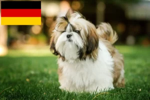 Read more about the article Almanya’da Shih Tzu yetiştiricileri ve yavru köpekler