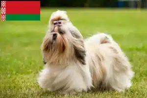 Read more about the article Beyaz Rusya’da Shih Tzu yetiştiricileri ve köpek yavruları