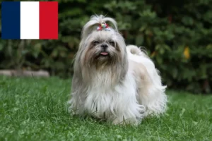 Read more about the article Fransa’da Shih Tzu yetiştiricileri ve köpek yavruları