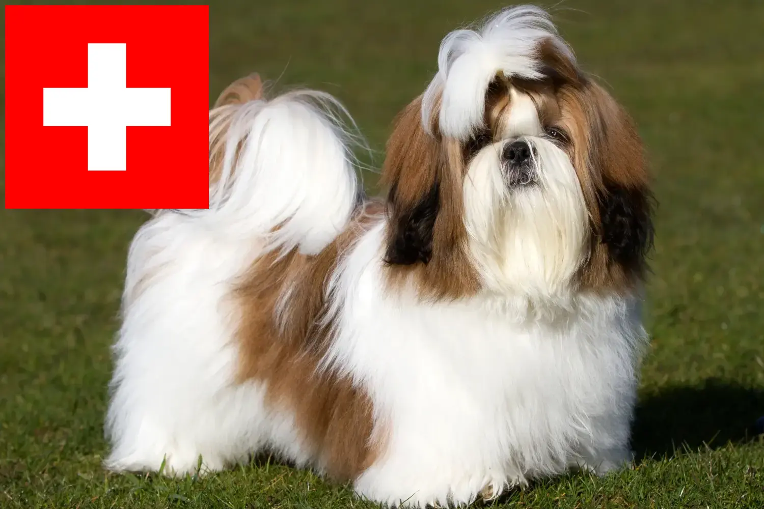 Read more about the article İsviçre’de Shih Tzu yetiştiricileri ve köpek yavruları