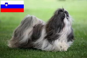 Read more about the article Slovenya’da Shih Tzu yetiştiricileri ve köpek yavruları