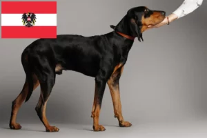Read more about the article Avusturya’da Black and Tan Coonhound yetiştiricileri ve köpek yavruları
