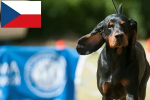 Read more about the article Çek Cumhuriyeti’nde Siyah ve Ten Rengi Rakun Tazısı yetiştiricileri ve köpek yavruları