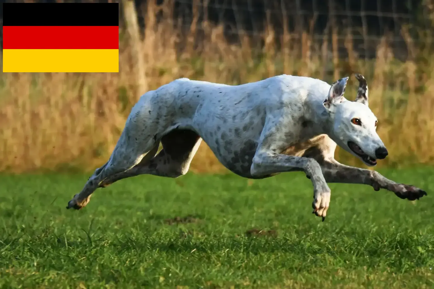 Read more about the article Almanya’da tazı yetiştiricileri ve yavru köpekler