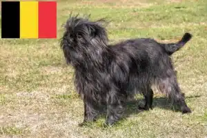 Read more about the article Belçika’da Affenpinscher yetiştiricileri ve köpek yavruları