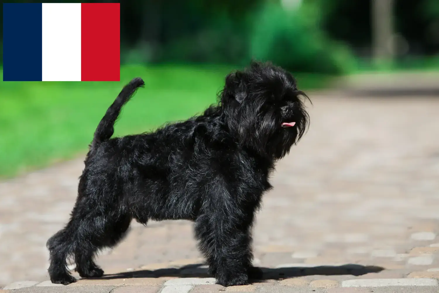 Read more about the article Fransa’da Affenpinscher yetiştiricileri ve köpek yavruları