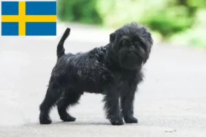 Read more about the article İsveç’te Affenpinscher yetiştiricileri ve köpek yavruları