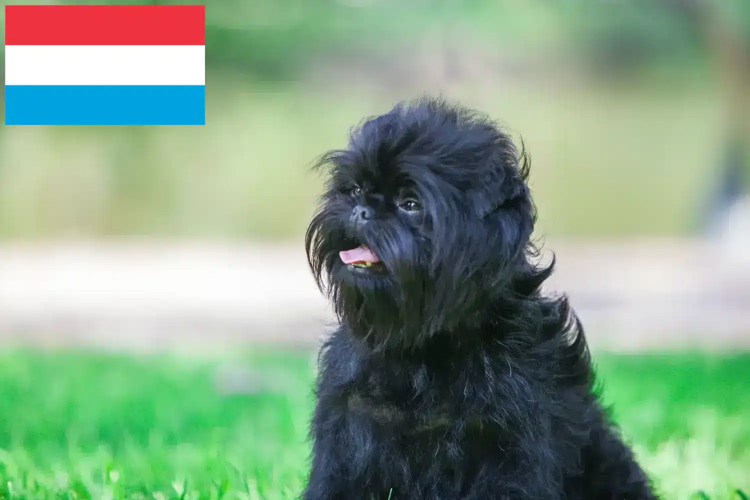 Read more about the article Lüksemburg’da Affenpinscher yetiştiricileri ve köpek yavruları