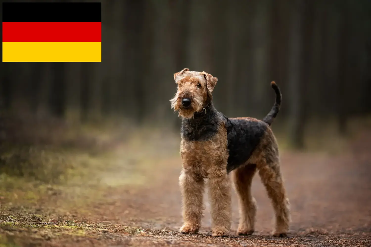 Airedale Terrier yavruları ve yetiştiricileri Almanya Burada Almanya'daki Airedale Terrier yetiştiricilerini bulabilirsiniz.