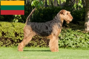 Read more about the article Litvanya’da Airedale Terrier yetiştiricileri ve köpek yavruları