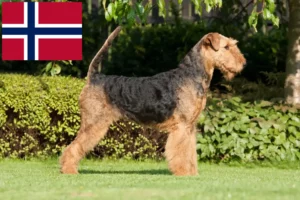 Read more about the article Norveç’te Airedale Terrier yetiştiricileri ve köpek yavruları