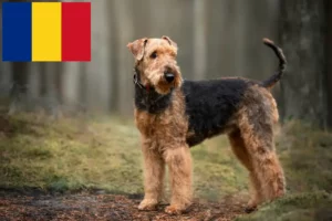 Read more about the article Romanya’da Airedale Terrier yetiştiricileri ve köpek yavruları